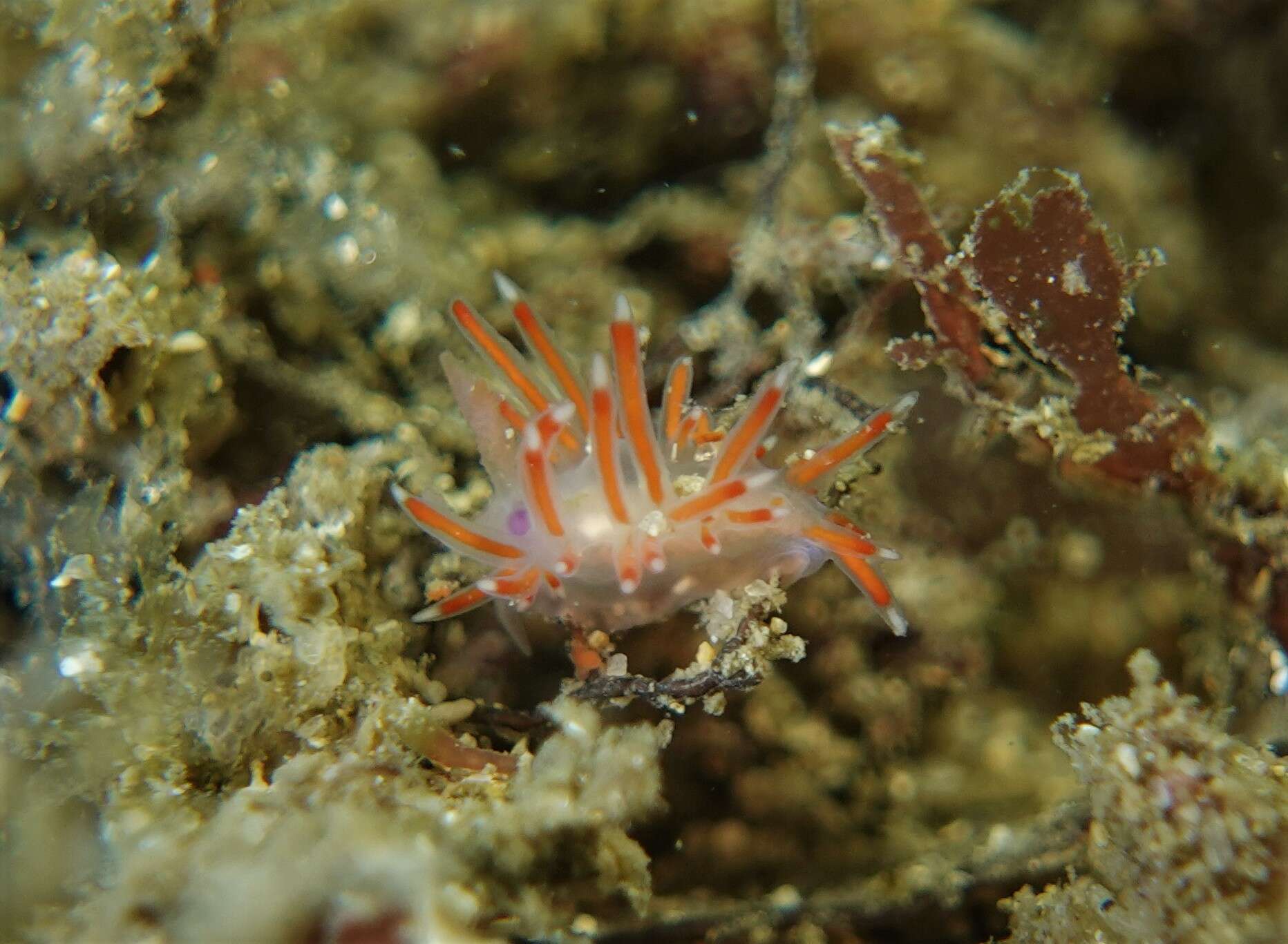 Image of Coryphellina poenicia (Burn 1957)