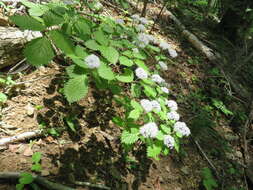 Imagem de Hydrangea hirta (Thunb.) Siebold