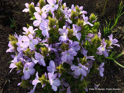 Image of Barleria monticola Oberm.