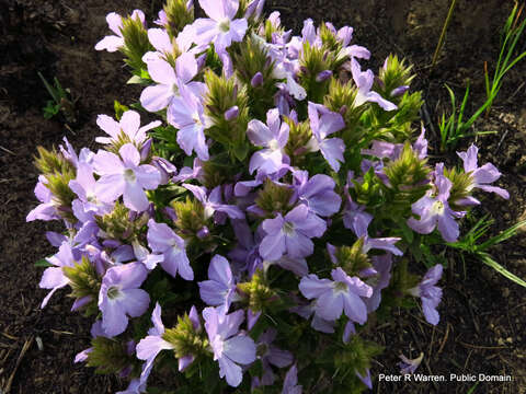 Plancia ëd Barleria monticola Oberm.