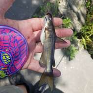 Image of White catfish