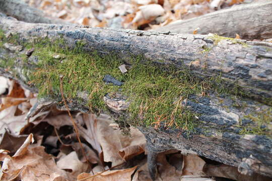 Image of leskea moss