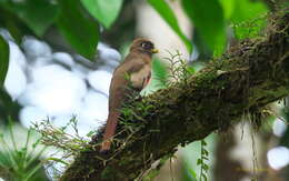 Image of Collared Trogon