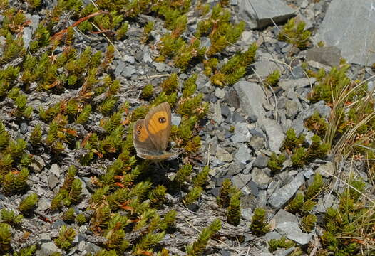 Argyrophenga janitae Craw 1978 resmi