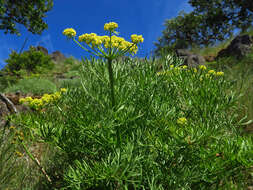 Image of Suksdorf's desertparsley