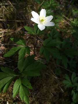 Image of European thimbleweed