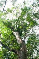 Image of Gleditsia rolfei S. Vidal