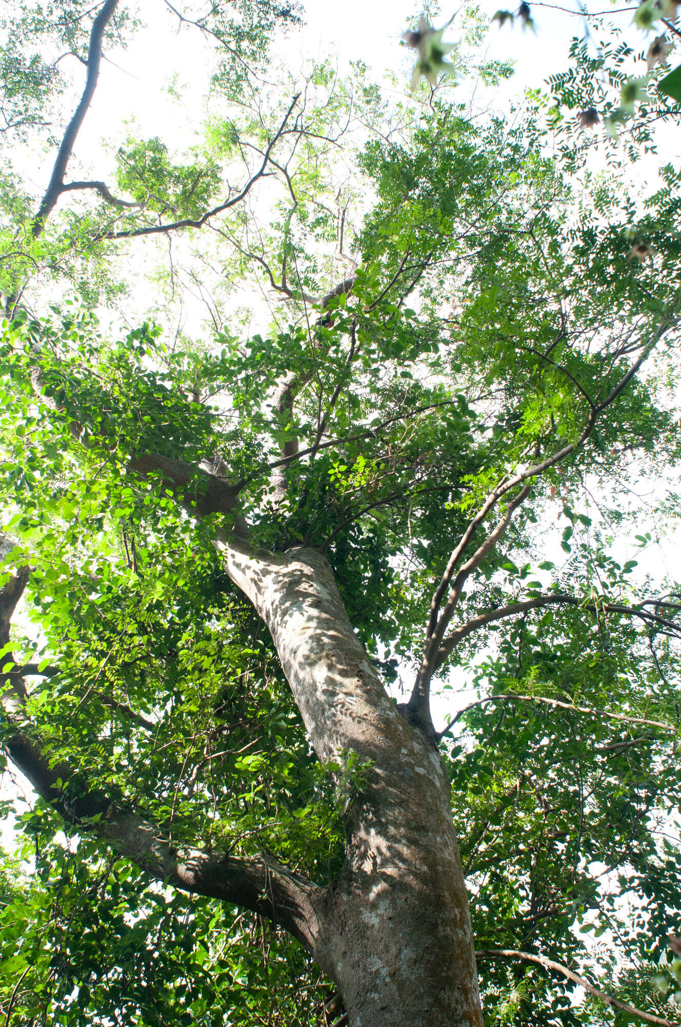 Image of Gleditsia rolfei S. Vidal