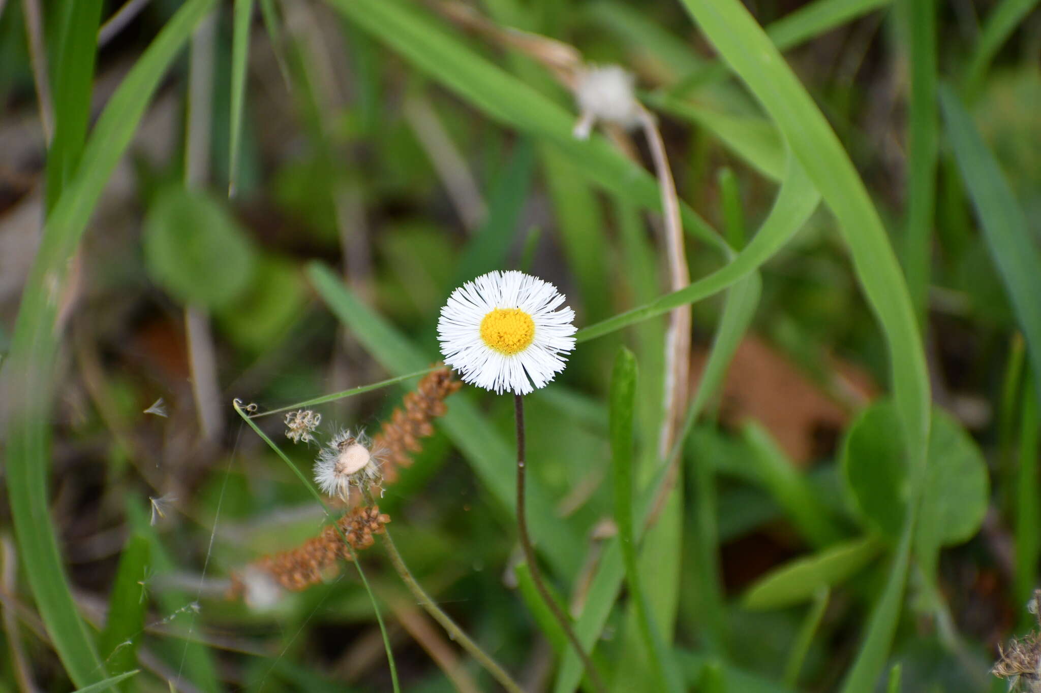 Image of Corpus Christi fleabane