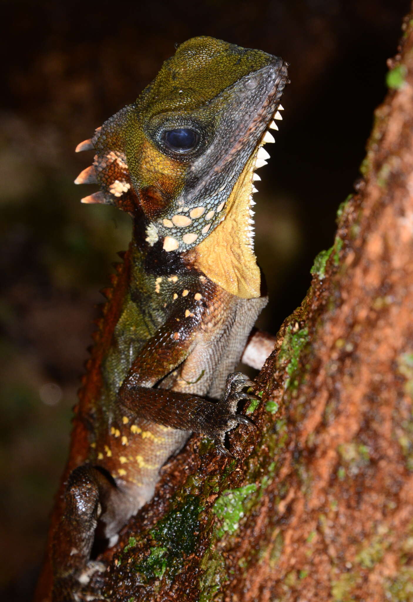 Image of Lophosaurus boydii (Macleay 1884)