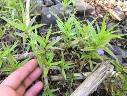 Image of Marsh Speedwell