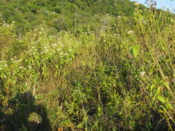 Image of Jack in the bush