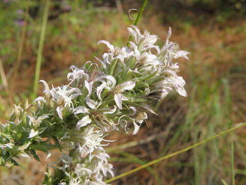 Image of Liatris hesperelegans G. L. Nesom