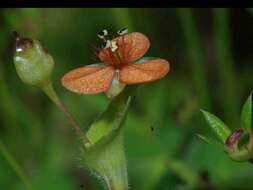 Image of Murdannia lanuginosa (Wall. ex C. B. Clarke) G. Brückn.