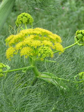 Image of Giant Fennel