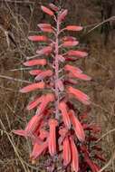 Image of Aloe monteiroi Baker