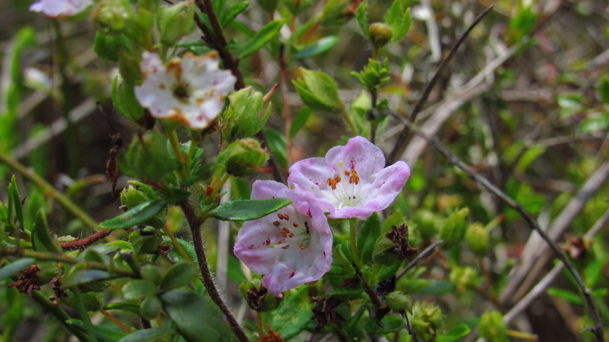 Image of hairy laurel