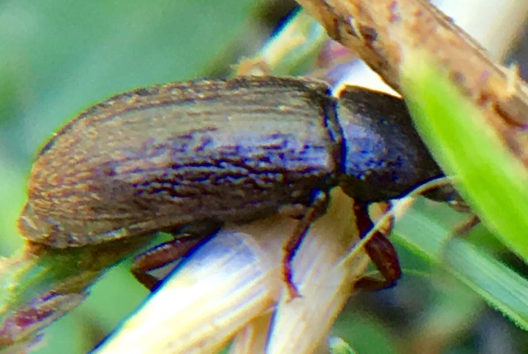 Image of Beetle