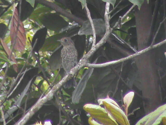 Image of Nilgiri Flycatcher