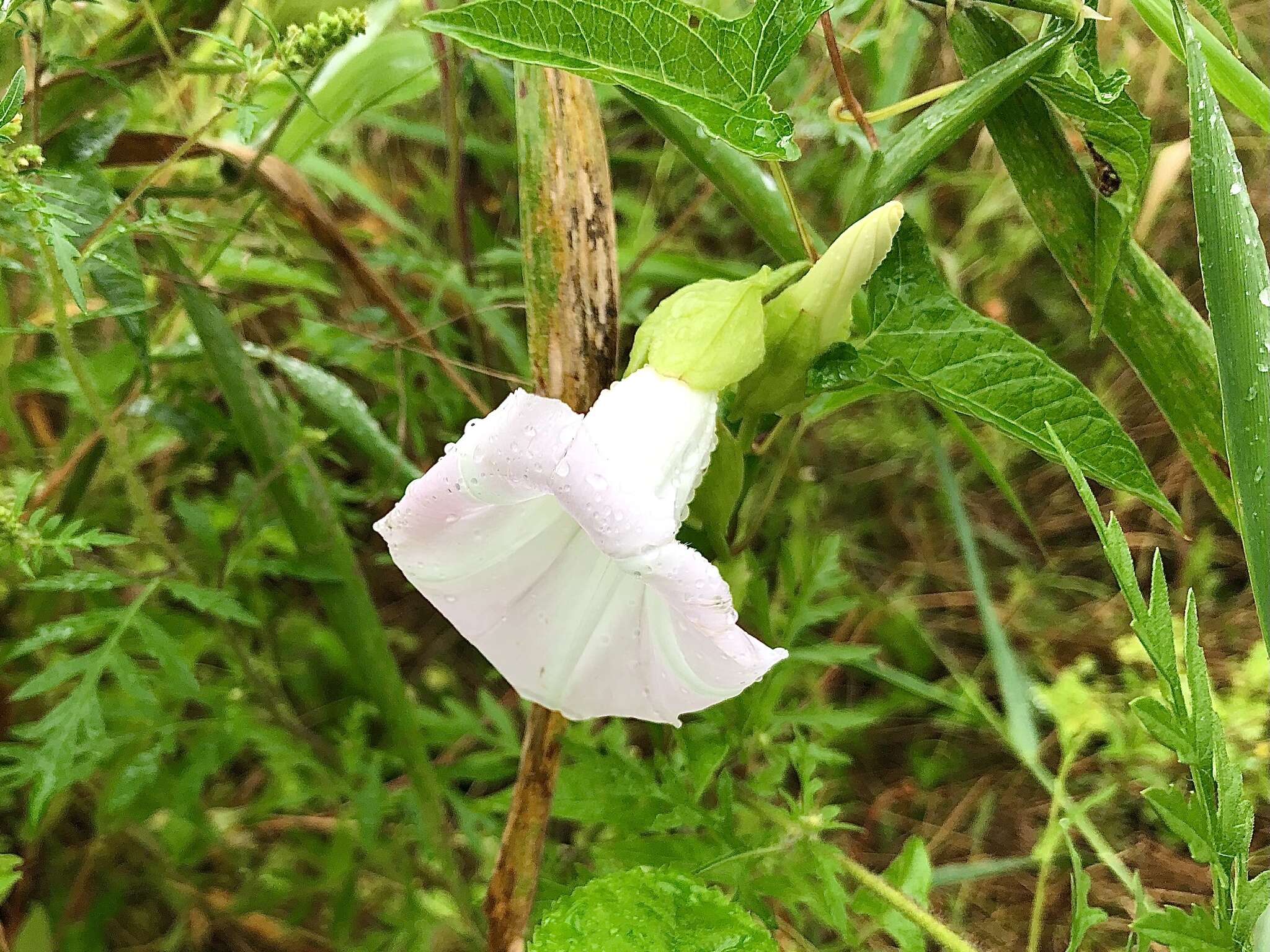 Image de Calystegia silvatica subsp. fraterniflora (Mackenzie & Bush) R. K. Brummitt