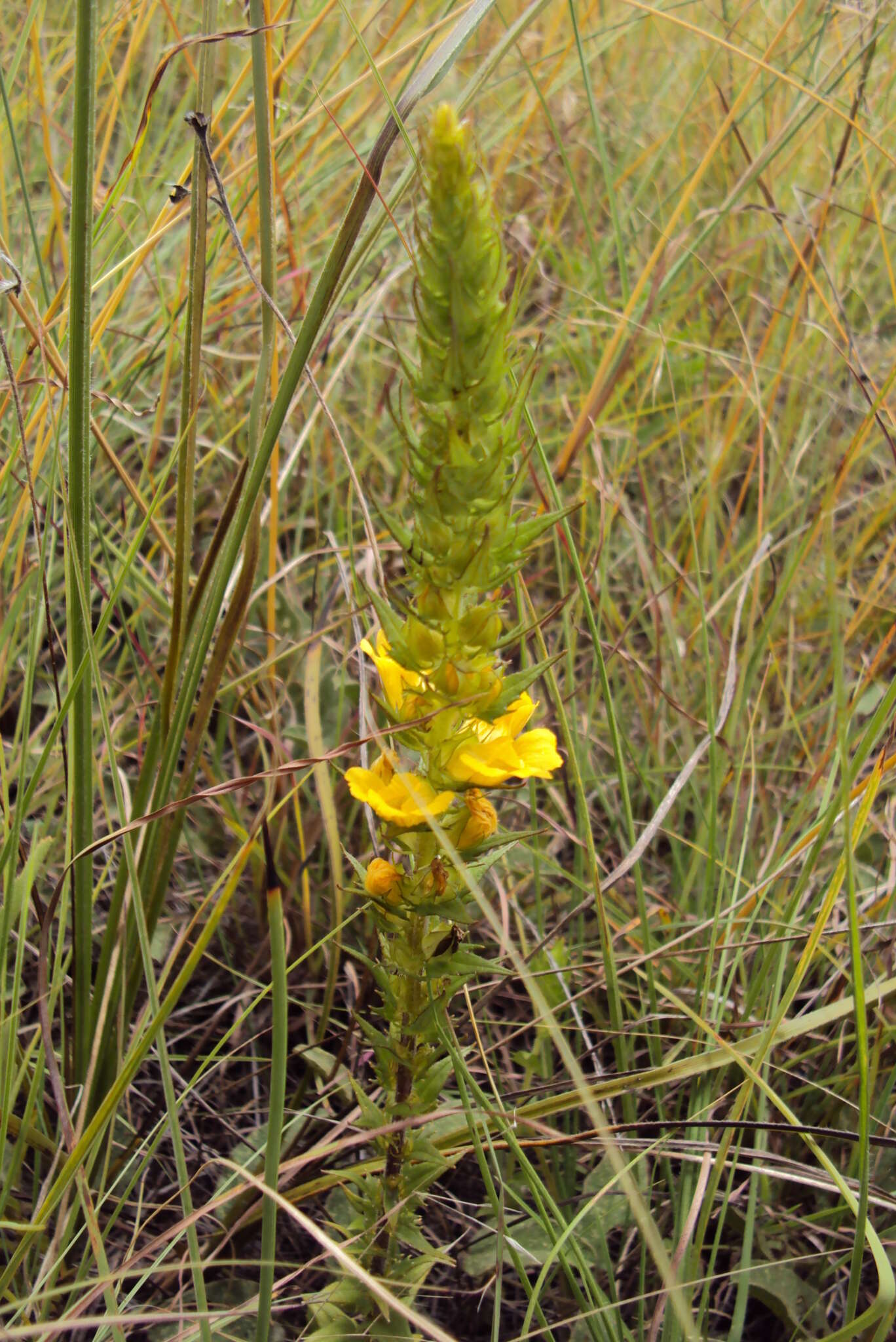 Alectra sessiliflora var. sessiliflora的圖片