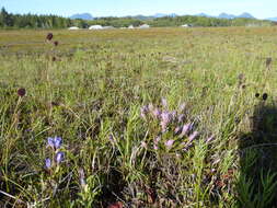 Image of King's Scepter Gentian