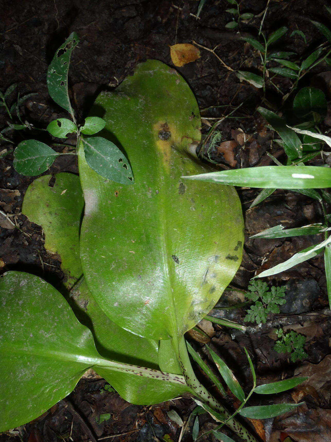 Image of Paintbrush lily