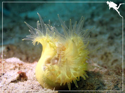 Image of Button Coral