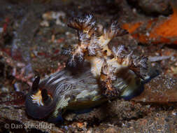 Image of Nembrotha mullineri Gosliner & Behrens 1997