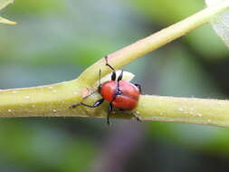 Image of Oak Leaf-roller