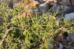 Image of Pelargonium spinosum Willd.