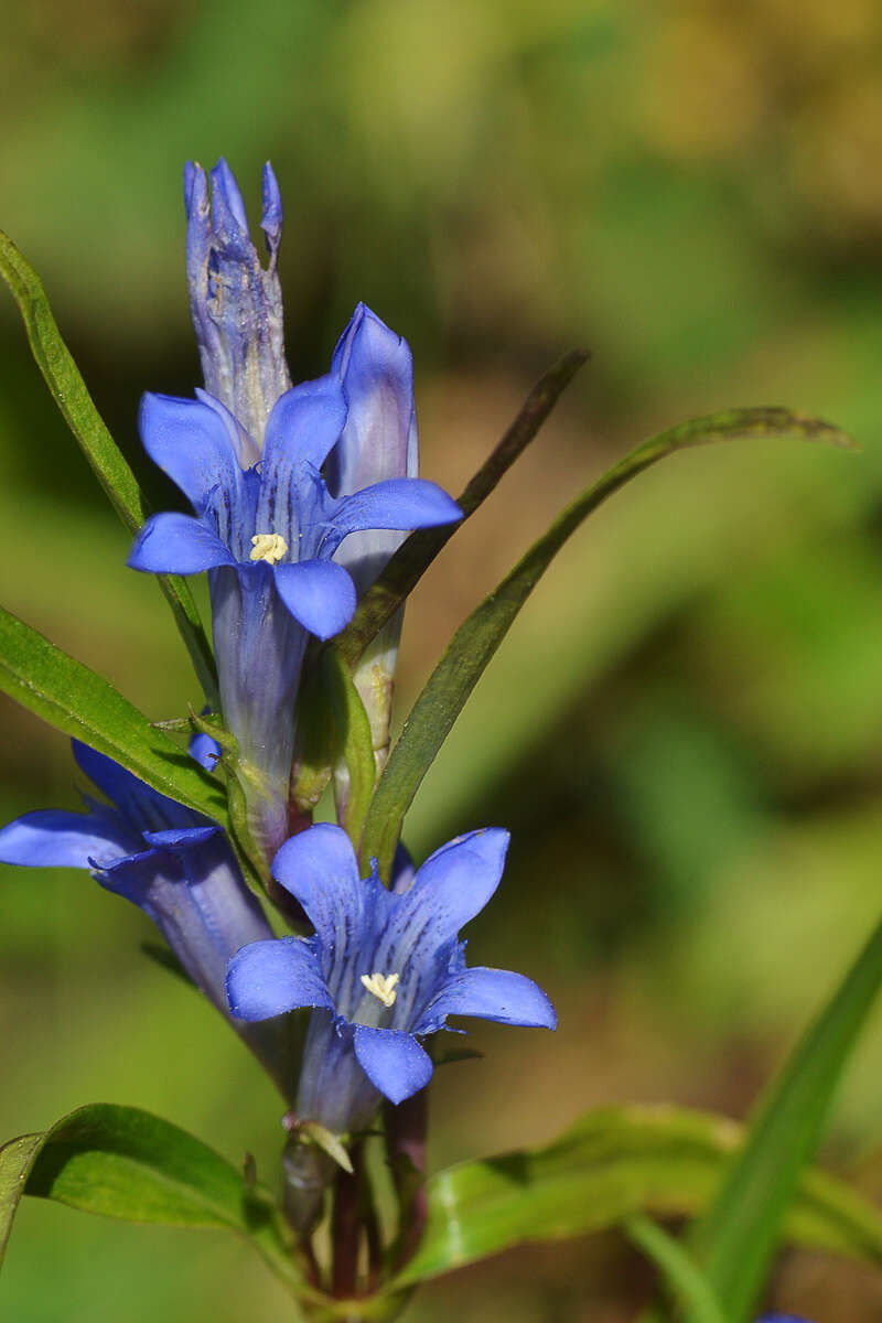 Image of Gentiana tianschanica Rupr.