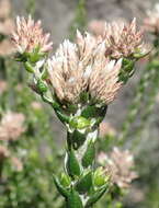 Image of Metalasia pulcherrima pallescens (Harv.) Karis