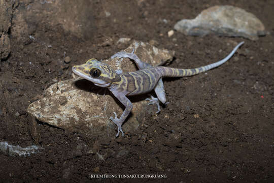 Слика од Cyrtodactylus chanhomeae Bauer, Sumontha & Pauwels 2003