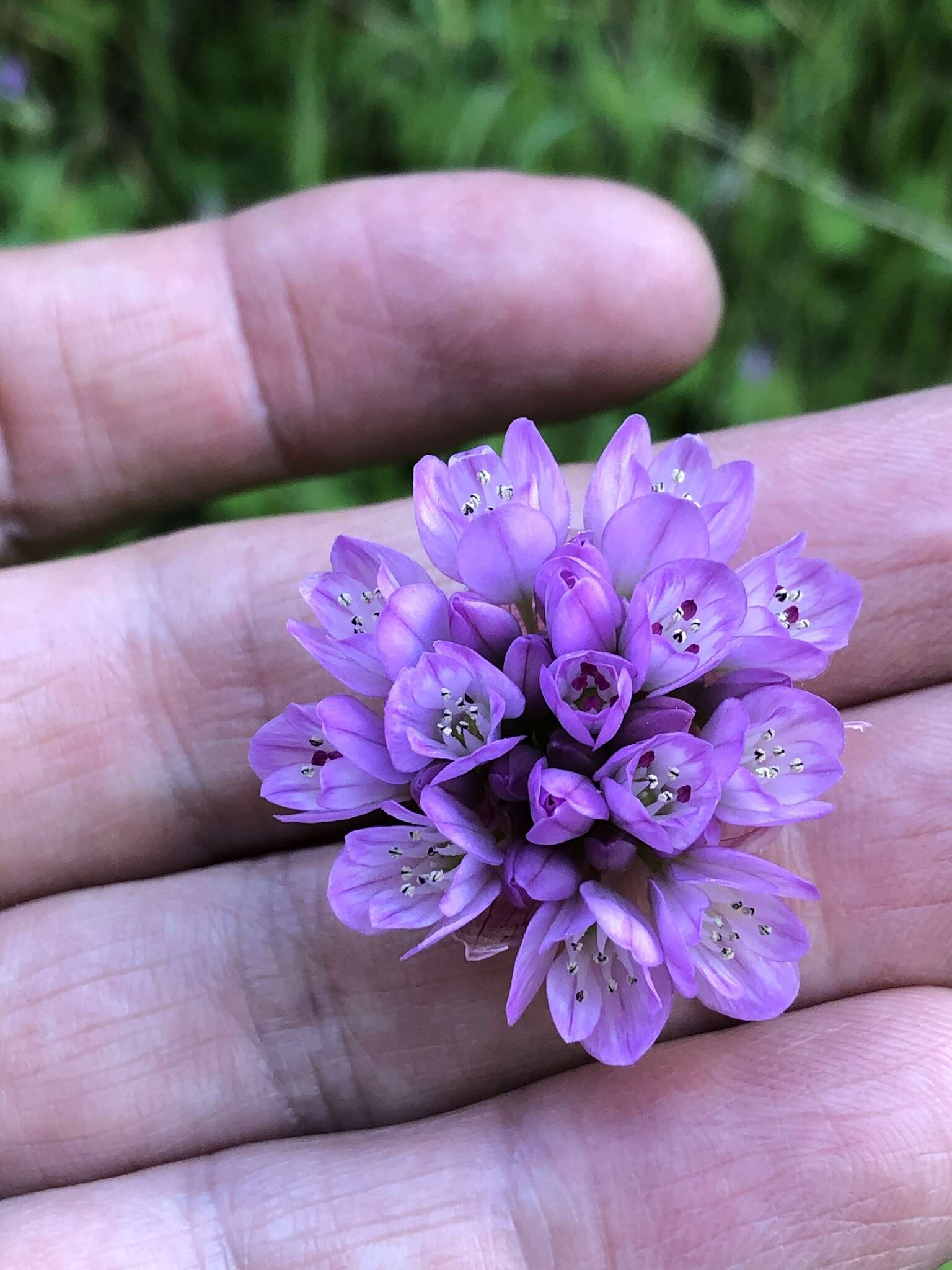 Image of jeweled onion