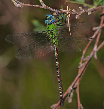 Image of Blue-faced Darner