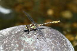 صورة Neogomphus bidens Selys 1878