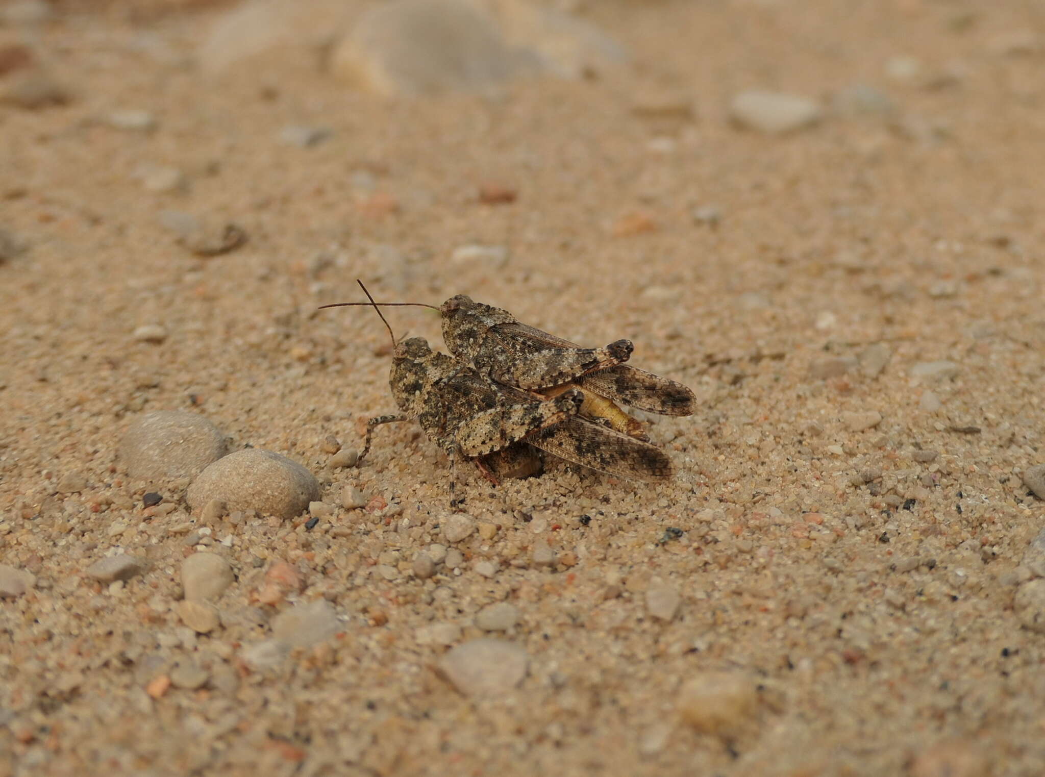 Image of Mottled Sand Grasshopper