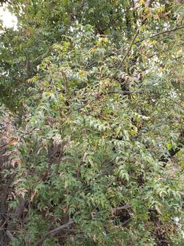 Image of Berberis moranensis Schult. & Schult. fil.