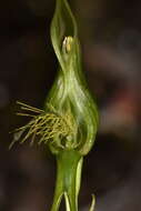 Image of Pterostylis saxosa