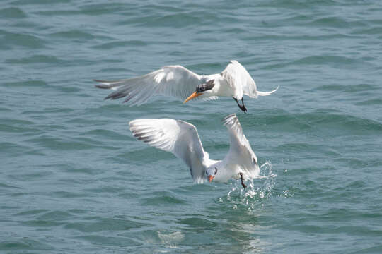 Image of Elegant Tern