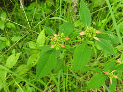 Imagem de Euphorbia heterophylla var. cyathophora (Murray) Griseb.