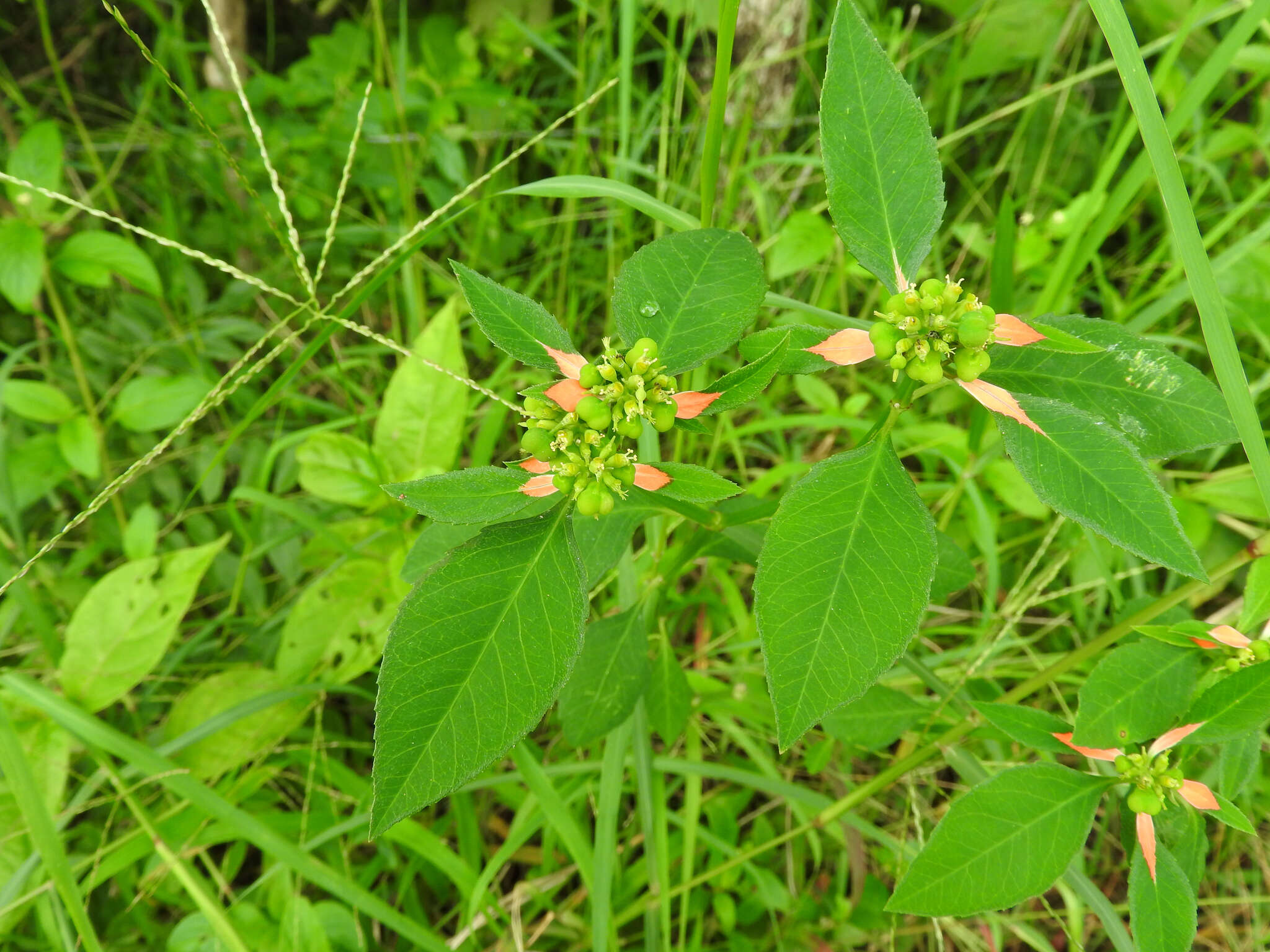 Imagem de Euphorbia heterophylla var. cyathophora (Murray) Griseb.