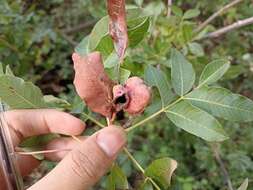 Image of Aphid