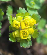 Plancia ëd Chrysosplenium pilosum var. sphaerospermum (Maxim.) Hara