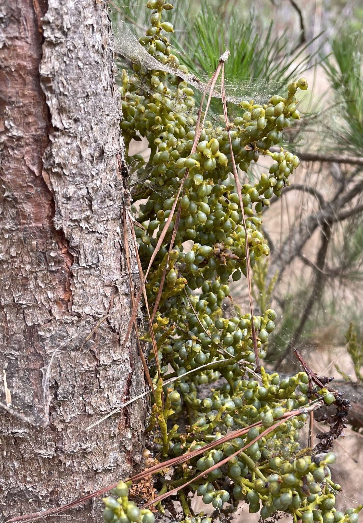 Image of coastal dwarf mistletoe