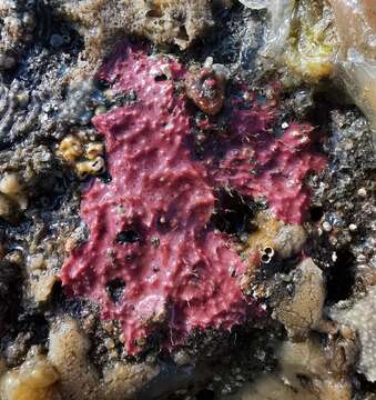 Image of Encrusting rose sponge
