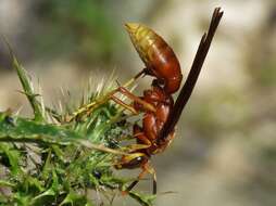 Image of Polistes kaibabensis Hayw. 1932