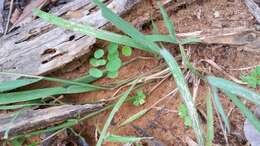 Image of Setaria madecassa A. Camus