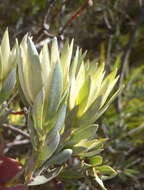 Image of Leucadendron uliginosum subsp. uliginosum